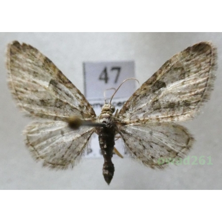 Eupithecia abbreviata Stephens, 1831 Czech47
